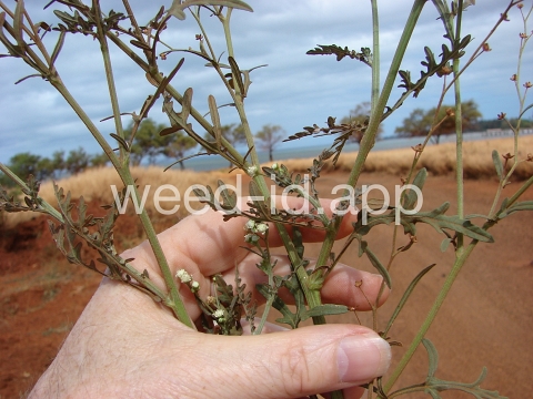 parthenium, ragweed